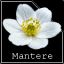 Mantere