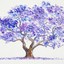 Jacaranda