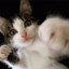 KittyBalboa