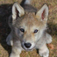 wolf cub
