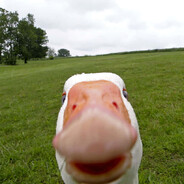 Honk