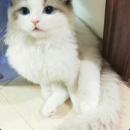 你像窝在被子里的舒服~