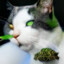 Herb Cat