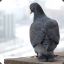 Suicidal Pigeon
