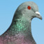 Armored_Pigeon