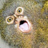 chop - steam id 76561197971693846