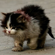 Пуджа не будет