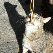 cat eats spaghetti