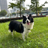 旺仔是只小胖妞