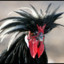Galo Doido