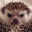 TheHedgehog
