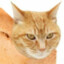 Mathcat