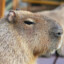 CapyBAra