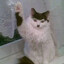SadAndAloneCat