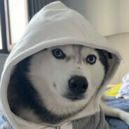 Смелый Змея