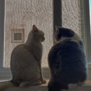 斯达瑞汀汀汀ting