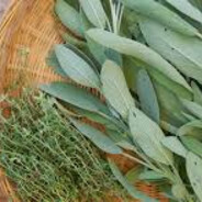 Medicinal Herbs avatar