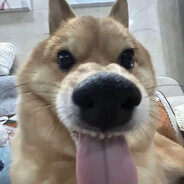 能刚能狗还能口