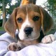 *.::BEAGLE::.*