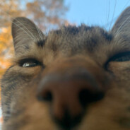 minette