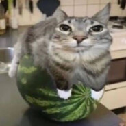 热爱生活的雪生