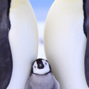 轮椅压牛牛算不算跤