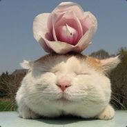 出来吧，妙蛙种子