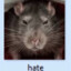 64bit Rat