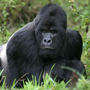 1 Gorilla