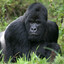 1 Gorilla