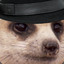 ShadyMeerkat