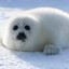 i heart seals 67 67