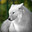WolfOfWhiteFrost