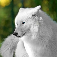 WolfOfWhiteFrost