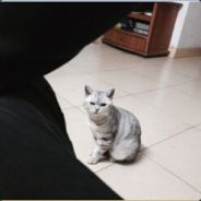 黑街中高高的女支女