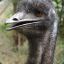 Envious Emu