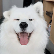 meow's Steam Avatar