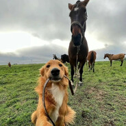 荷兰豆旁的南瓜车