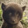 Googlie Bear