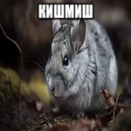 сахоняяяя avatar