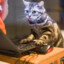 Gamer_Cat