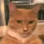 Gato Mewing