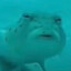 i am just a fish