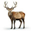 elk