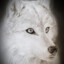 Whitewolf