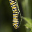 Larva