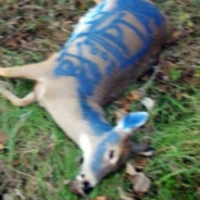 buck
