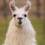 Llama