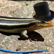 Formal Lizard