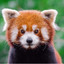 LilRedPanda